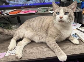 Siamese Cats Available for Adoption in Lancaster, Pennsylvania - Snow | PetCurious