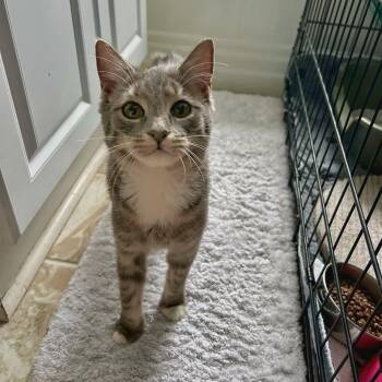 Domestic Short Hair Cats Available for Adoption - Curlycue Sue | PetCurious
