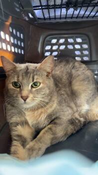 Domestic Short Hair Cats Available for Adoption in Rossville, Georgia - Pluto | PetCurious