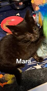 Mara -  Domestic Short Hair Cat for Adoption in Plattsburgh, New York - Mara | PetCurious