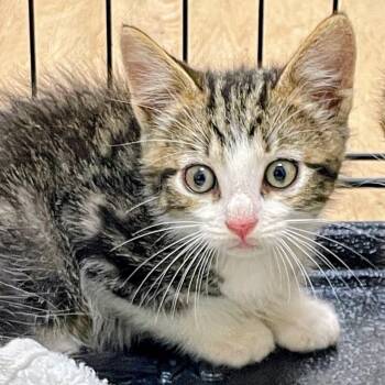 Wintermute -  Domestic Medium Hair Cat for Adoption in Lyndhurst, Virginia - Wintermute | PetCurious