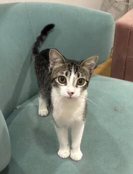 Rescue Domestic Short Hair Cats for Adoption in Whittier, California - Lizzi | PetCurious