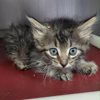 Bentley -  Domestic Long Hair Cat for Adoption in New Cumberland, West Virginia - Bentley | PetCurious