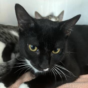 Tux -  Domestic Short Hair Cat for Adoption in Council Bluffs, Iowa - Tux | PetCurious