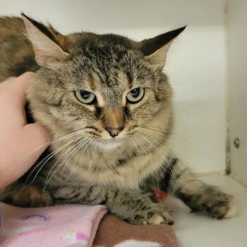Dust Bunny -  Domestic Medium Hair Cat for Adoption in Columbia, Missouri - Dust Bunny | PetCurious