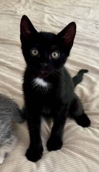 Lenny -  Domestic Short Hair Cat for Adoption in Hudson, New York - Lenny | PetCurious