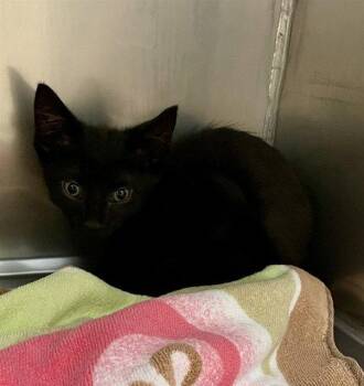 BANNY -  Domestic Short Hair Cat for Adoption in Clyde, North Carolina - BANNY | PetCurious