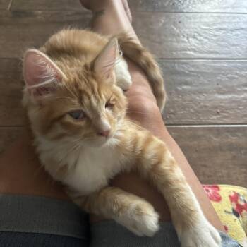 Woody -  Maine Coon and Domestic Medium Hair Cat for Adoption in San Tan Valley, Arizona - Woody | PetCurious