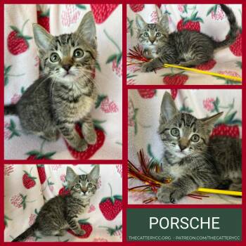 Porsche -  Domestic Short Hair Cat for Adoption in Corpus Christi, Texas - Porsche | PetCurious