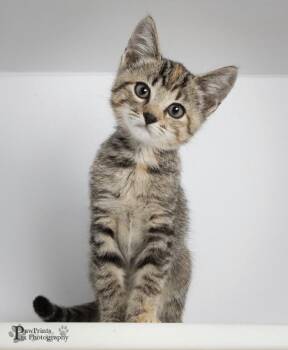 Lisa Marie -  Domestic Short Hair Cat for Adoption in Maryville, Tennessee - Lisa Marie | PetCurious