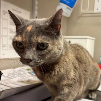 Domestic Short Hair Cats Available for Adoption in Yuma, Arizona - Sami | PetCurious
