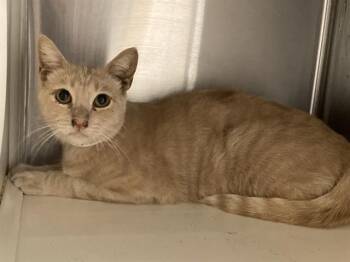 TANG -  Domestic Short Hair Cat for Adoption in Tustin, California - TANG | PetCurious
