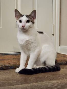 Rescue Domestic Short Hair Cats for Adoption in San Antonio, Texas - Toast | PetCurious