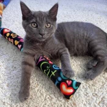 Ciara -  Domestic Short Hair Cat for Adoption in Sacramento, California - Ciara | PetCurious