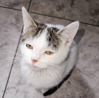 Rescue Domestic Short Hair Cats for Adoption in Mansfield, Pennsylvania - Gabby | PetCurious