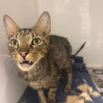 Kit Katty -  Domestic Short Hair Cat for Adoption in Charleston, West Virginia - Kit Katty | PetCurious