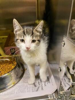 Lettie -  Domestic Short Hair Cat for Adoption in Jackson, Tennessee - Lettie | PetCurious