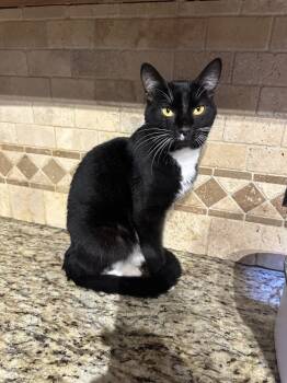 Rescue Domestic Short Hair Cats for Adoption in Albany, Wisconsin - Tuna | PetCurious