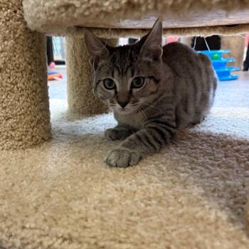 Willie -  Domestic Short Hair Cat for Adoption in Sarasota, Florida - Willie | PetCurious