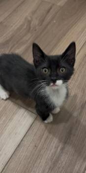 Crowley -  Domestic Short Hair Cat for Adoption in Darien, Georgia - Crowley | PetCurious