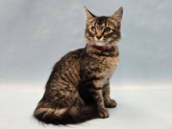 Turkey Trot -  Domestic Medium Hair and Domestic Short Hair Cat for Adoption in Golden Valley, Minnesota - Turkey Trot | PetCurious