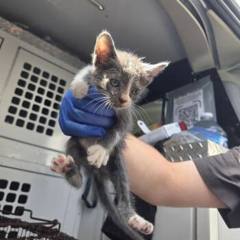 09/10/2026-Stray-54thSteet-2 -  Domestic Medium Hair Cat for Adoption in Columbus, Georgia - 09/10/2026-Stray-54thSteet-2 | PetCurious