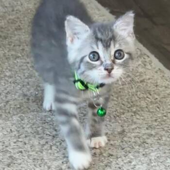 Tabby Cats Available for Adoption in Pasco, Washington - Smoke | PetCurious