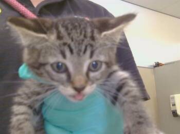 ABALONE -  Domestic Short Hair Cat for Adoption in Sacramento, California - ABALONE | PetCurious