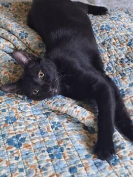 Rescue Domestic Short Hair Cats for Adoption in Fresno, California - Annabelle Lee | PetCurious