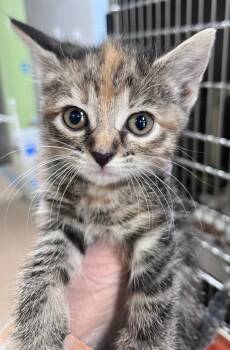 Duck Pond -  Domestic Short Hair Cat for Adoption in Cincinnati, Ohio - Duck Pond | PetCurious