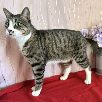 Martin -  Manx Cat for Adoption in Long Beach, Mississippi - Martin | PetCurious