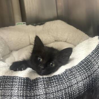 Patronus -  Domestic Short Hair Cat for Adoption in Saint Charles, Missouri - Patronus | PetCurious