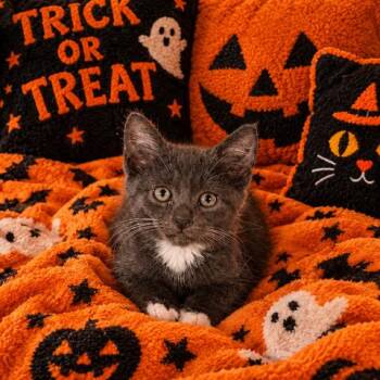 Jill -  Domestic Short Hair Cat for Adoption in Hawthorne, California - Jill | PetCurious