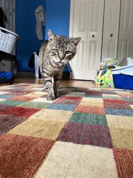 Van Dyke -  Domestic Short Hair Cat Available for Adoption in Pawtucket, Rhode Island - Van Dyke | PetCurious