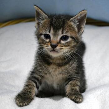 BAC-Wildlife-142111 -  Domestic Short Hair Cat for Adoption in Beaumont, Texas - BAC-Wildlife-142111 | PetCurious