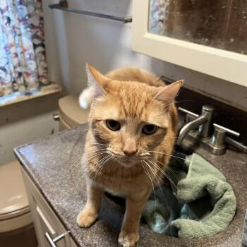 Rescue Domestic Short Hair Cats for Adoption in Mount Airy, Maryland - Wynter | PetCurious