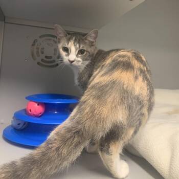 Tootsie -  Domestic Medium Hair Cat for Adoption in Columbus, North Carolina - Tootsie | PetCurious