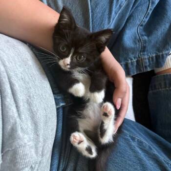 Oolong -  Domestic Short Hair Cat for Adoption in Westminster, California - Oolong | PetCurious