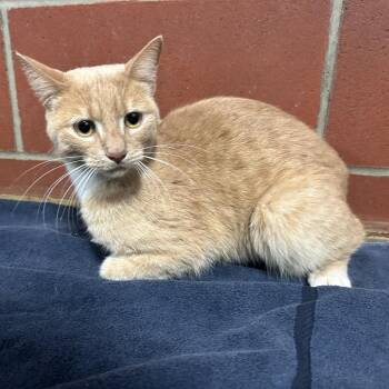 Domestic Short Hair Cats Available for Adoption in Cabot, Arkansas - (Found) Apple | PetCurious