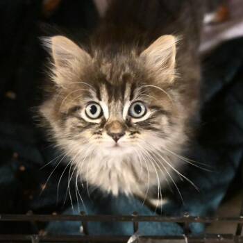 Fluffy (Greenlawn Kitten 5) -  Domestic Long Hair Cat for Adoption in Westport, Connecticut - Fluffy (Greenlawn Kitten 5) | PetCurious