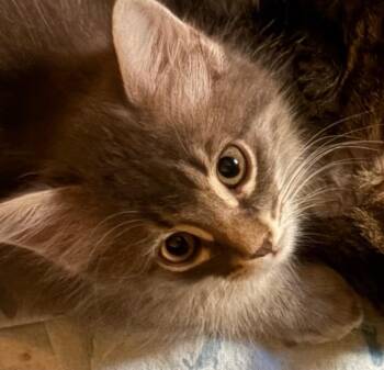 Cleo -  Domestic Medium Hair Cat for Adoption in San Antonio, Texas - Cleo | PetCurious