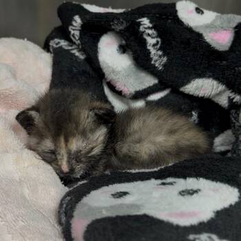Fig -  Domestic Short Hair Cat for Adoption in Windsor, Virginia - Fig | PetCurious