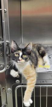 Marble -  Domestic Short Hair Cat for Adoption in Marion, Mississippi - Marble | PetCurious