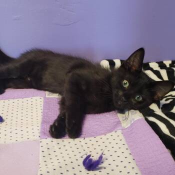 Domestic Short Hair Cats Available for Adoption - Nitro | PetCurious