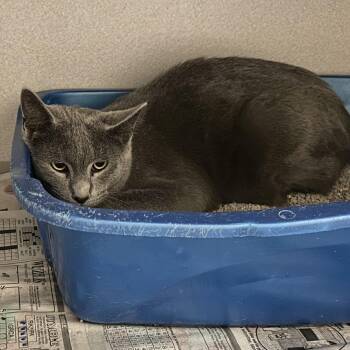 Ranch -  Domestic Short Hair Cat for Adoption in Mason City, Iowa - Ranch | PetCurious