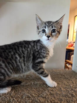 Rescue Domestic Short Hair Cats for Adoption in Parkville, Maryland - Gabrielle | PetCurious