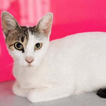 Cherish -  Domestic Short Hair Cat for Adoption in Austin, Texas - Cherish | PetCurious