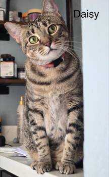 Daisy -  Domestic Short Hair Cat Available for Adoption in The Woodlands, Texas - Daisy | PetCurious