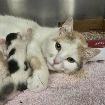 Ophelia -  Domestic Short Hair Cat Available for Adoption in Martinsville, Virginia - Ophelia | PetCurious