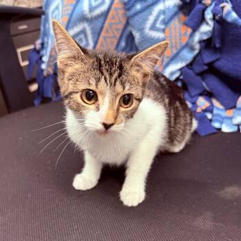 Eagle Rare -  Domestic Short Hair Cat for Adoption - Eagle Rare | PetCurious